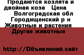Продаются козлята и двойная коза › Цена ­ 9 999 - Волгоградская обл., Городищенский р-н Животные и растения » Другие животные   